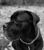 Cane corso DEKREU beschikbaar, Dieren en Toebehoren, Rabiës (hondsdolheid), Eén hond, 3 tot 5 jaar, Nederland