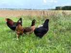 Jonge tamme Araucana kippen hennen gesekst en ingeënt