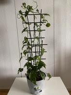 Monstera ACUMINATA, inclusief nieuwe pot., Huis en Inrichting, Kamerplanten, Overige soorten, In pot, Minder dan 100 cm, Groene kamerplant