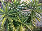 Yucca plant 1.50m - gezond en groen!, Tuin en Terras, Bloeit niet, 100 tot 250 cm, Palmboom, Ophalen