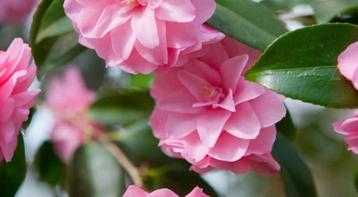Camelia Spring Festival ca. 150 cm hoog beschikbaar voor biedingen