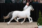 Welsh A hengst 2,5 jaar, Hengst, Onbeleerd, A pony (tot 1.17m), Met stamboom