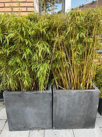2 grote plantenbakken met bamboe beschikbaar voor biedingen