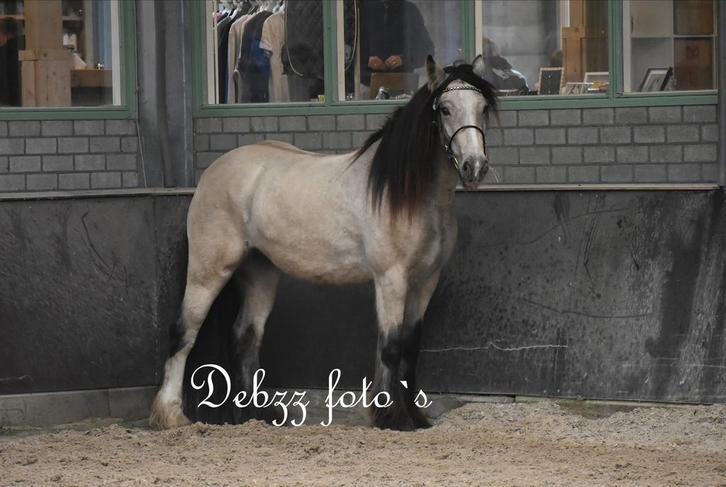 Buckskin Tinker merrie, Dieren en Toebehoren, Paarden, Merrie, Minder dan 160 cm, 3 tot 6 jaar