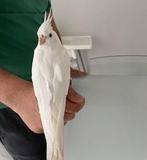 Gezocht witte jonge tammen valkparkiet, Dieren en Toebehoren, Vogels | Parkieten en Papegaaien, Vrouwelijk, Parkiet, Tam