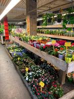 Ter overname aangeboden goed lopende bloemen- plantenwinkel, Ophalen