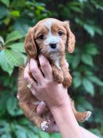 Lieve Cavapoo F1B puppy’s – gezinshond & hypoallergeen, Dieren en Toebehoren, CDV (hondenziekte), 8 tot 15 weken, Meerdere, Meerdere dieren