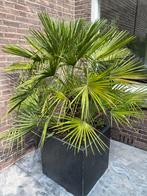 Grote Chinese waaierpalm palm incl pot, Tuin en Terras, Planten | Bomen, 100 tot 250 cm, Palmboom, Ophalen, Volle zon