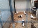 Sierduiven 9 stuks  gratis, Dieren en Toebehoren, Meerdere dieren, Overige soorten