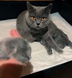 Britse korthaar kittens, Dieren en Toebehoren, Katten en Kittens | Raskatten | Korthaar, Meerdere dieren, Ontwormd, 0 tot 2 jaar