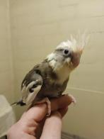 Handtamme valkparkiet bonte witmasker 2025 Limburg België, Dieren en Toebehoren, Vogels | Parkieten en Papegaaien, Geslacht onbekend