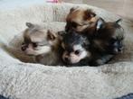 Pompriaan pups, Dieren en Toebehoren, Honden | Chihuahua's en Gezelschapshonden, Rabiës (hondsdolheid), Overige rassen, 8 tot 15 weken