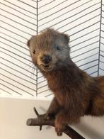Opgezette Marter, Verzamelen, Dierenverzamelingen, Ophalen, Zo goed als nieuw, Wild dier, Opgezet dier