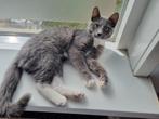 Lees advertentie!!!, Dieren en Toebehoren, Katten en Kittens | Overige Katten, Kater, Kortharig, 0 tot 2 jaar