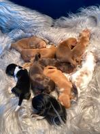 Goudkleurige Cocker Kruising Pups, Dieren en Toebehoren, Honden | Niet-rashonden, Nederland, CDV (hondenziekte), 8 tot 15 weken