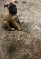 Mechelse herder pups, Dieren en Toebehoren, Honden | Herdershonden en Veedrijvers, 8 tot 15 weken, Meerdere, Meerdere dieren, Herder