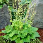 Franjekelk, Tellima grandiflora, voorjaarsbloeier, Ophalen, Bodembedekkers, Vaste plant, Halfschaduw