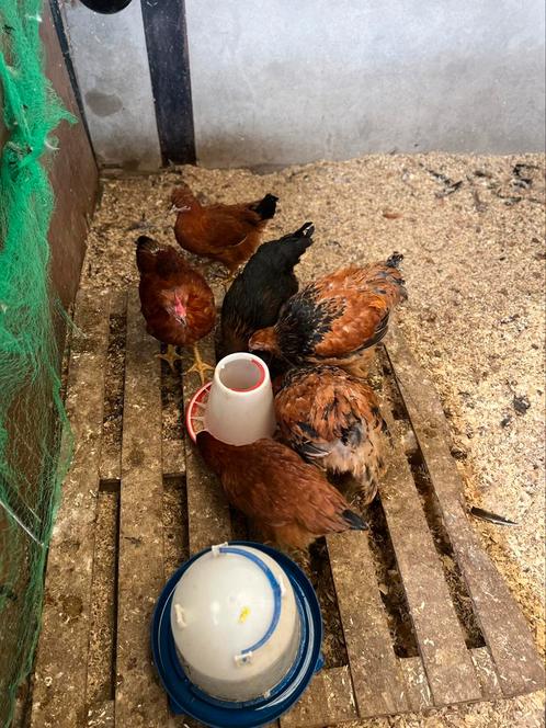 Kippen hanen en hennen, Dieren en Toebehoren, Pluimvee, Kip, Meerdere dieren