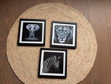 Zwart-wit dieren foto's lijstjes (3 stuks) beschikbaar voor biedingen