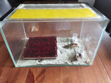 Camponotus Nicobarensis Super kolonie nest + bak beschikbaar voor biedingen