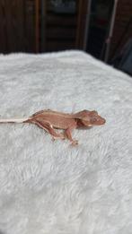 Roze Lilly white phantom wimpergekko, Dieren en Toebehoren, Hagedis, Tam, 0 tot 2 jaar