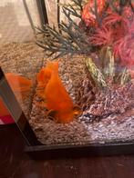 2 vissen gratis af te halen, Dieren en Toebehoren, Vis