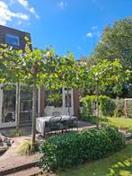 Dakplatanen 4x dakplataan 25-30cm, Tuin en Terras, Planten | Bomen, Ophalen, Zomer, Volle zon, 100 tot 250 cm