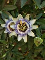 Passiebloem / passiflora stekjes te koop, Tuin en Terras, Planten | Tuinplanten, Volle zon, Vaste plant, Ophalen of Verzenden
