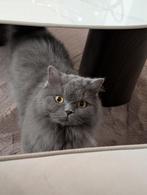 Brits langhaar, Dieren en Toebehoren, Poes, Gechipt, 3 tot 5 jaar
