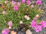 Vaste winterharde tuin borderplanten, Ophalen, Zomer, Overige soorten