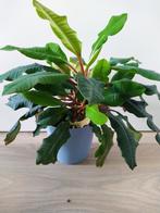 Madagascar Jewel zaden, Huis en Inrichting, Kamerplanten, Ophalen of Verzenden, Overige soorten, Minder dan 100 cm
