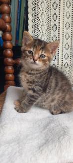 Schattige kittens Britse Langhaar X (nog 1 beschikbaar), Dieren en Toebehoren, Meerdere dieren, Ontwormd, 0 tot 2 jaar
