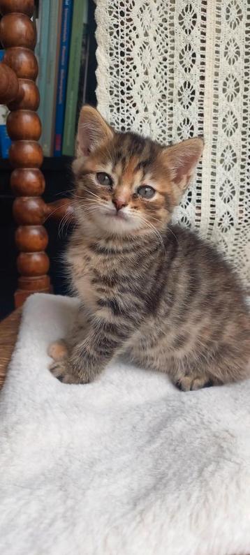 Schattige kittens Britse Langhaar X (nog 1 beschikbaar) beschikbaar voor biedingen