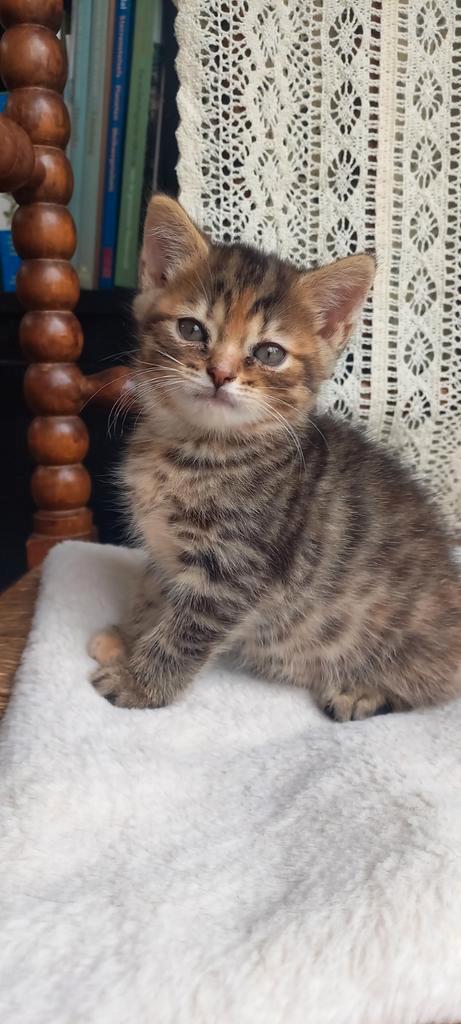 Schattige kittens Britse Langhaar X (nog 1 beschikbaar), Dieren en Toebehoren, Katten en Kittens | Raskatten | Langhaar, Meerdere dieren