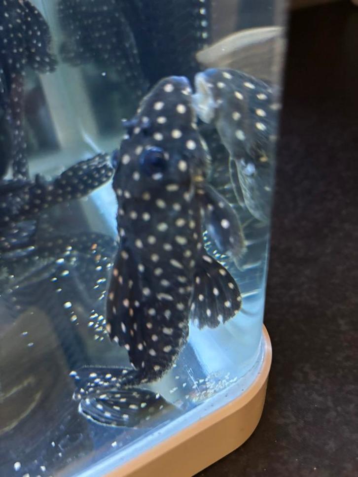 Mooie volwassen groep Hypancistrus L201, Dieren en Toebehoren, Vissen | Aquariumvissen, Vis