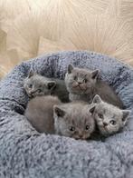 🐱Britse Korthaar kittens 🩷🩵, Dieren en Toebehoren, Meerdere dieren, Gechipt, 0 tot 2 jaar