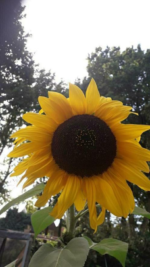 zonnebloemzaden zonnebloem zaad, Tuin en Terras, Bloembollen en Zaden, Zaad, Voorjaar, Volle zon, Ophalen of Verzenden