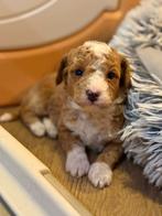 Lieve, mooie maltipoo pups, Overige rassen, CDV (hondenziekte), 8 tot 15 weken, Meerdere