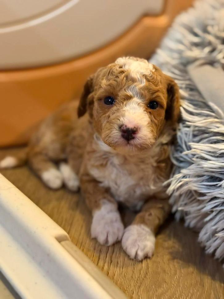 Lieve, mooie maltipoo pups, Dieren en Toebehoren, Honden | Chihuahua's en Gezelschapshonden, Meerdere dieren, Overige rassen, Fokker | Hobbymatig