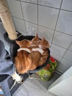Te koop 2 kittens van 11 weken oud, Dieren en Toebehoren, Kater, Ontwormd
