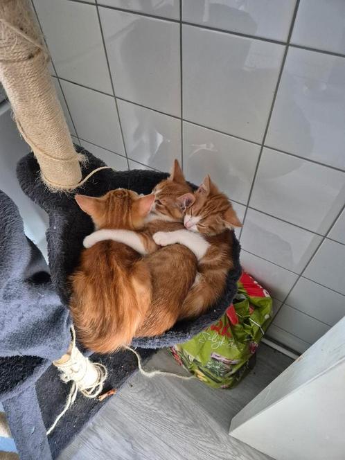 Te koop 2 kittens van 11 weken oud, Dieren en Toebehoren, Katten en Kittens | Raskatten | Korthaar, Kater, Ontwormd