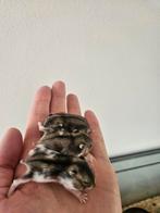 Tamme hamsters uitkiezen met of zonder kooi naar keuze, Meerdere dieren, Hamster, Tam