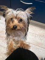 Liefde Kleine Yorkshire Terrier Puppy, Particulier, Rabiës (hondsdolheid), Buitenland, Reu
