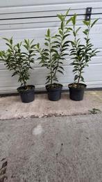 Portugese laurier pot gekweekt, Ophalen of Verzenden, Laurier, 100 tot 250 cm