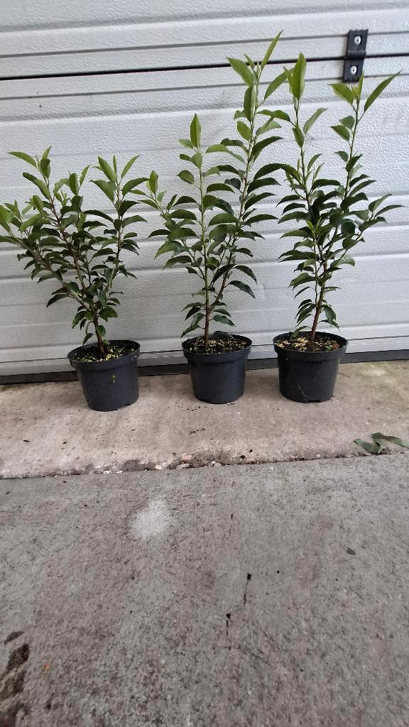 Portugese laurier pot gekweekt, Tuin en Terras, Planten | Struiken en Hagen, Laurier, 100 tot 250 cm, Ophalen of Verzenden