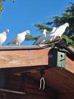 Witte Postduiven, Dieren en Toebehoren, Meerdere dieren, Postduif