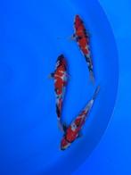 Diverse Japanse koi karper | Koikarpers  | Tosai vissen, Dieren en Toebehoren, Vissen | Vijvervissen, Karper of Koi
