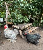 Cochin kriel haan + hen, Dieren en Toebehoren, Pluimvee, Meerdere dieren, Kip