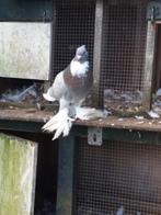 Blauwbonte Hollandse kroppers, Meerdere dieren, Overige soorten