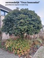 GRATIS bomen, struiken en planten, Tuin en Terras, Overige soorten, 100 tot 250 cm, Zomer, Ophalen